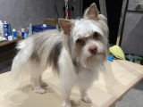 Confort Canin