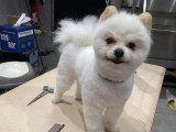 Confort Canin