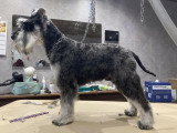 Confort Canin