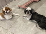 Confort Canin