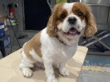 Confort Canin