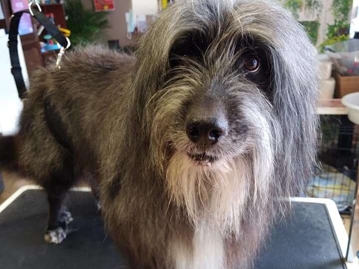 Fier d'être chien