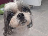 Les Chiens Du Vallon