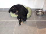 Les Chiens Du Vallon
