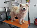 Les Chiens Du Vallon