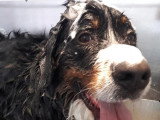Les Chiens Du Vallon