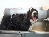 Les Chiens Du Vallon