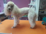 Les Chiens Du Vallon