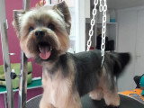 Les Chiens Du Vallon