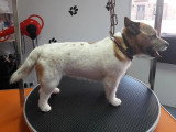 Les Chiens Du Vallon