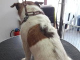 Les Chiens Du Vallon