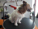 Les Chiens Du Vallon