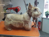 Les Chiens Du Vallon