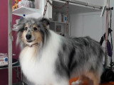 Les Chiens Du Vallon