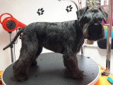 Les Chiens Du Vallon