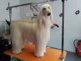 Les Chiens Du Vallon