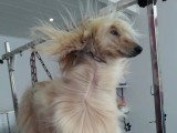 Les Chiens Du Vallon
