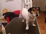 Best'iole Toilettage