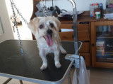 Best'iole Toilettage