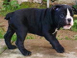 Genetic Bulldog