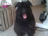 Tif'Truffe
