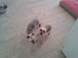 Tif'Truffe