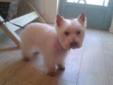 Tif'Truffe