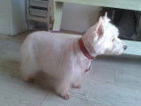 Tif'Truffe