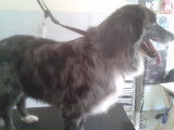 Tif'Truffe