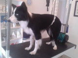 Tif'Truffe