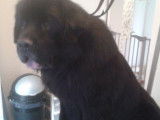 Tif'Truffe