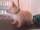 Tif'Truffe