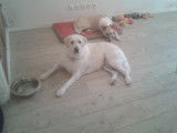 Tif'Truffe