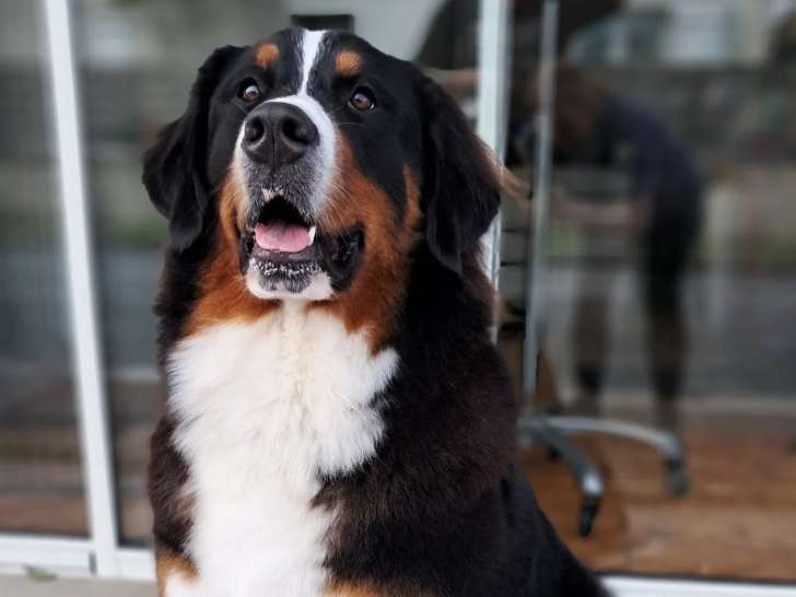 Toutouchien Matouchat