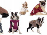 Dog Fashion