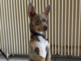 BCB dog