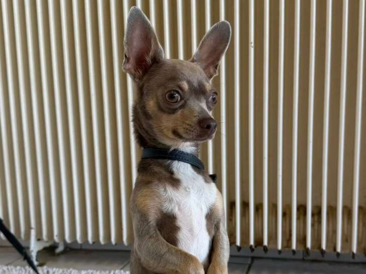 BCB dog