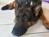 BCB dog