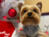 BCB dog