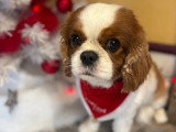 BCB dog