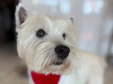 BCB dog