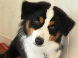 BCB dog