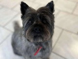 BCB dog
