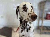 BCB dog