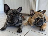 BCB dog