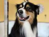 BCB dog