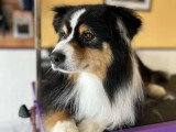BCB dog
