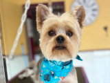 BCB dog