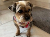 BCB dog