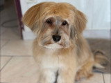 BCB dog